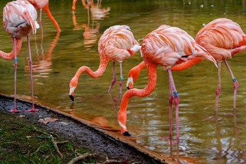 Flamencos, zoo de Barcelona