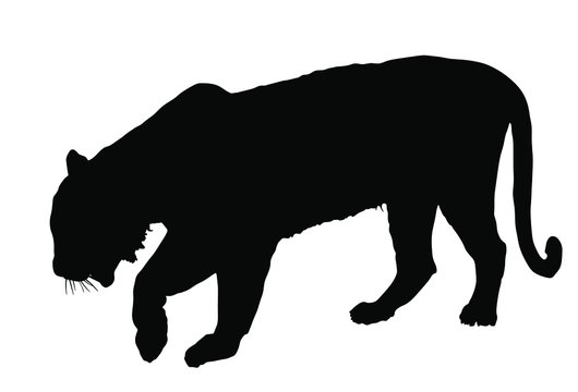 Tiger vector silhouette illustration isolated on white background. Big wild cat. Siberian tiger (Amur tiger - Panthera tigris altaica) or Bengal tiger. Tatoo sign.