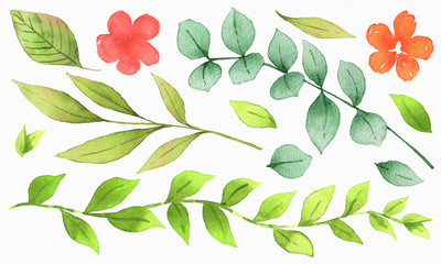 Element Set of leaf and flower watercolor isolated on white background.Collection garden, forest, wild and botanic illustration on white watercolor paper texture.