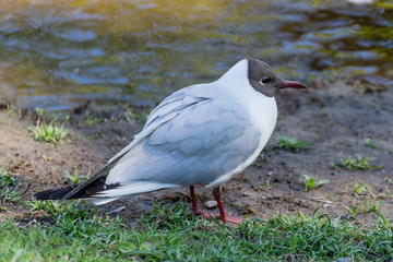 Black-headed gull on the river bank. Larus ridibundus in a city park.