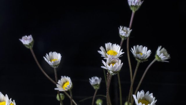 Time Lapse di alcune margherite che si aprono di mattina su sfondo nero