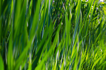 juicy green grass crimea