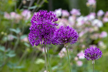 Allium
