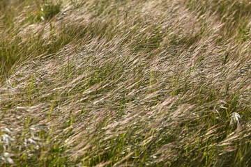 plants on the meadow.