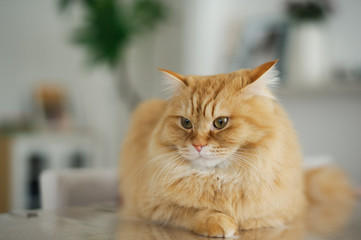 テーブルで伏せる猫のマンチカン