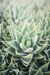 Close-up of Succulent