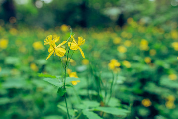 Yellow celandine flower in the forest on a background of a meadow with flowers, closeup