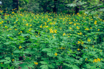 
Forest glade with yellow celandine
