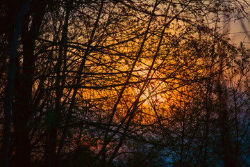 Silhouette of tree branches at sunset. Abstract background.