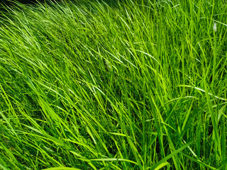 Reeds green grass background natural texture 