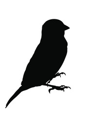 Sparrow vector silhouette illustration isolated on white background. Little city bird portrait symbol.