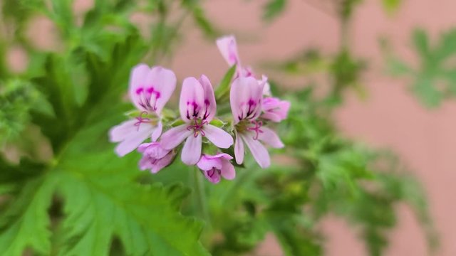 Lemon scented geranium being blown by the wind