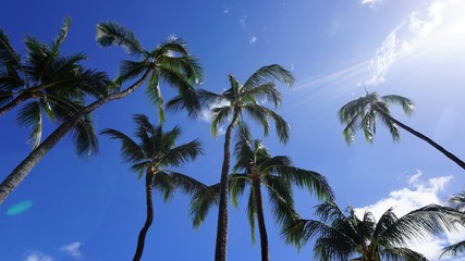 Fototapeta na wymiar Sun rays beaming through palm trees looking up at blue sky in Honolulu Hawaii 