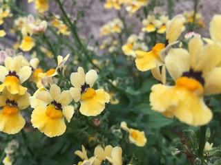 yellow daffodils in spring