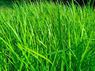 Reeds green grass background natural texture 