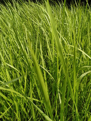 Reeds green grass background natural texture 