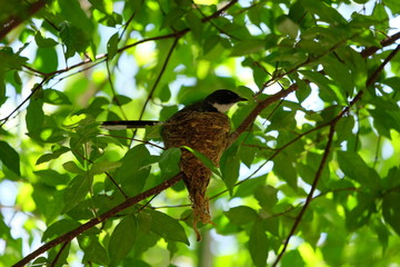 Pied fantail building a nest on a branch and hatch the eggs in the nest.
