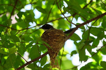 Pied fantail building a nest on a branch and hatch the eggs in the nest.