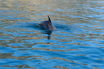 Obraz premium Dolphins in the Black sea off the coast of Balaklava. A beautiful Dolphin accompanies the boat. One Dolphin's fin. The back of a Dolphin above the surface of the sea.