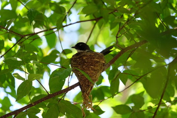 Pied fantail building a nest on a branch and hatch the eggs in the nest.