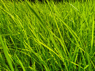 Reeds green grass background natural texture 