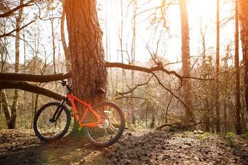 Fototapeta premium A Bicycle with an orange frame is leaning against a tree. Cycling in the forest, the concept of sports and a healthy lifestyle