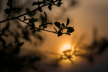 Tree branch silhouette at sunset. Abstract background.