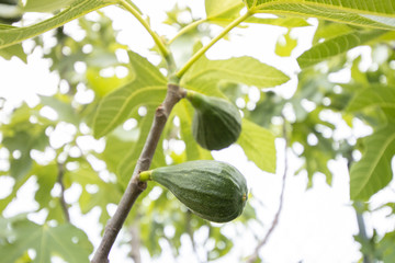 Biological fig plant in an orchard with fruits