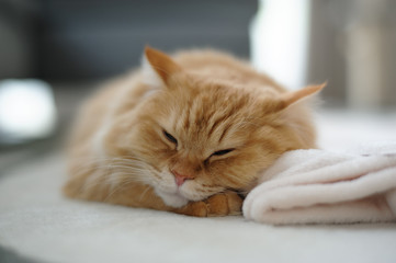 Fototapeta na wymiar 毛布を枕にして寝る猫のマンチカン