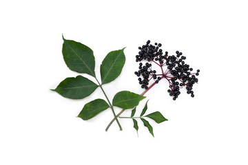 Cluster fruits black elderberry (Sambucus nigra) and leaves on a white background. Common names: elder, black elder, European black elderberry. Top view, flat lay