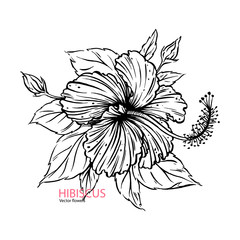 Hand drawn Hibiscus sketch