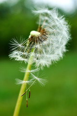 Macro dandelion flower on a green background.