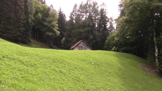 suoni colori del bosco prealpino