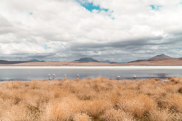 Pink Flamingo Ostrich Bird in Lake. Flamingos walking and feeding in water. Natural wildlife shot in Uyuni Salt Flats, Bolivia. Animal, lagoon & mountain landscape background. Wild animal in nature.