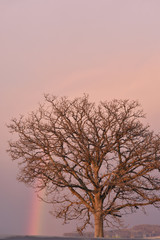 美瑛　セブンスターの木と虹