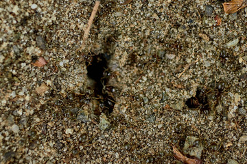 Top view of ant burrows. The home of the ants.