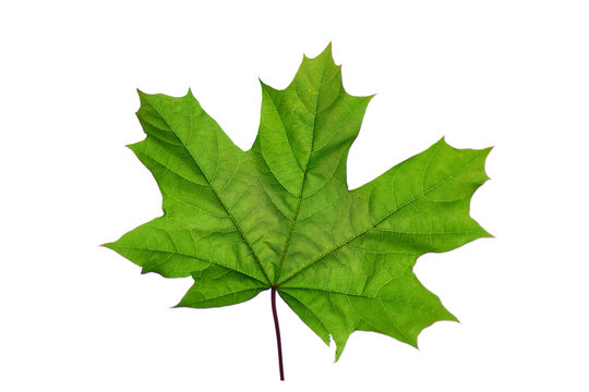 Maple leaf on a white background. Isolated.