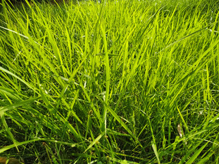 Reeds green grass background natural texture 