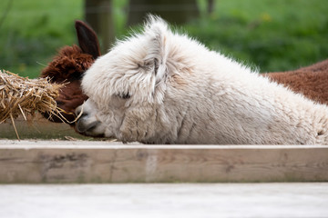 White Alpaca, a white alpaca in front of a brown alpaca. Selective focus on the head of the white alpaca, photo of heads