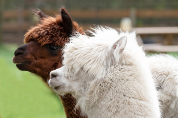 White Alpaca, a white alpaca in front of brown alpaca. Selective focus on the head of the white alpaca, photo of heads
