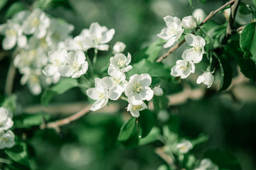 Apple tree branch in bloom in the spring Park.