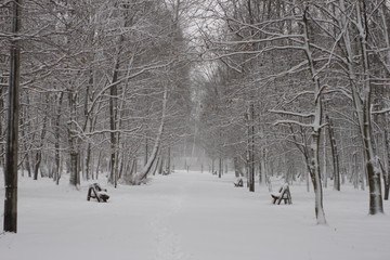 Winter scenery, snowstorm in park