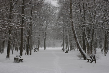 Winter scenery, snowstorm in park