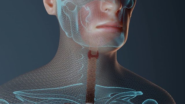 Thyroid function in human body animation. 3D render
