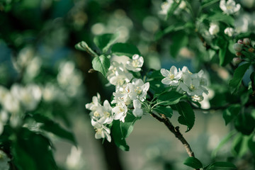 Apple tree branch in bloom in the spring Park.