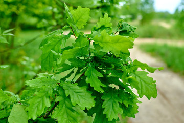 Fototapeta na wymiar Oak branches with green leaves.