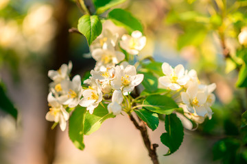 Apple tree branch in bloom in the spring Park.