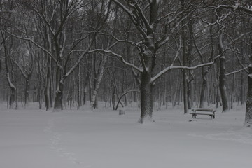 Winter scenery, snowstorm in park