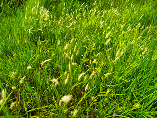 reeds flower in the wind green grass leaf natural