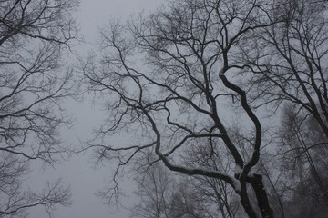 White wood covered with frost frosty landscape